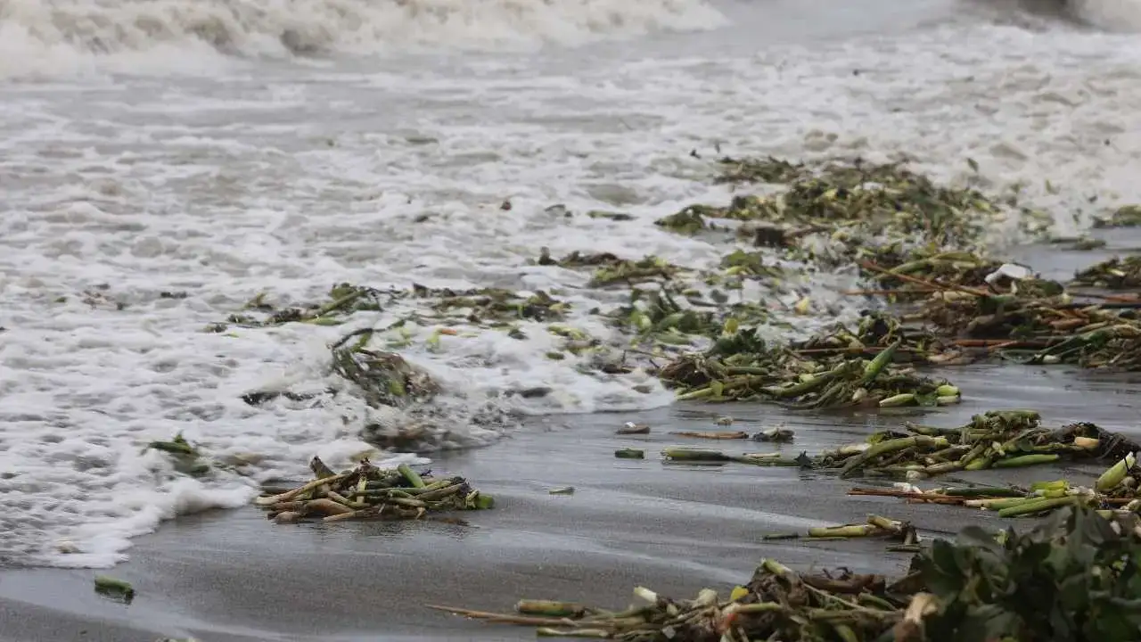 Hatay’da Fırtına Asi Nehri’ni Taşırdı: Su Sümbülleri Akdeniz’e Taşındı 3